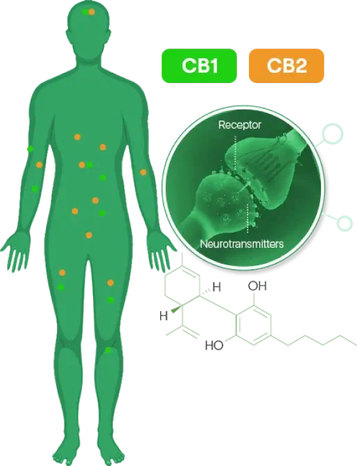 science-behind-hemp